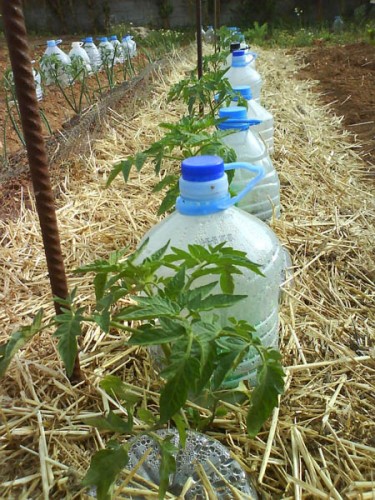 Irrigation-solaire-tomates-375x500.jpg