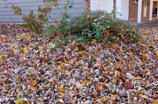 feuilles-mortes-devant-maison-548x360.jpg